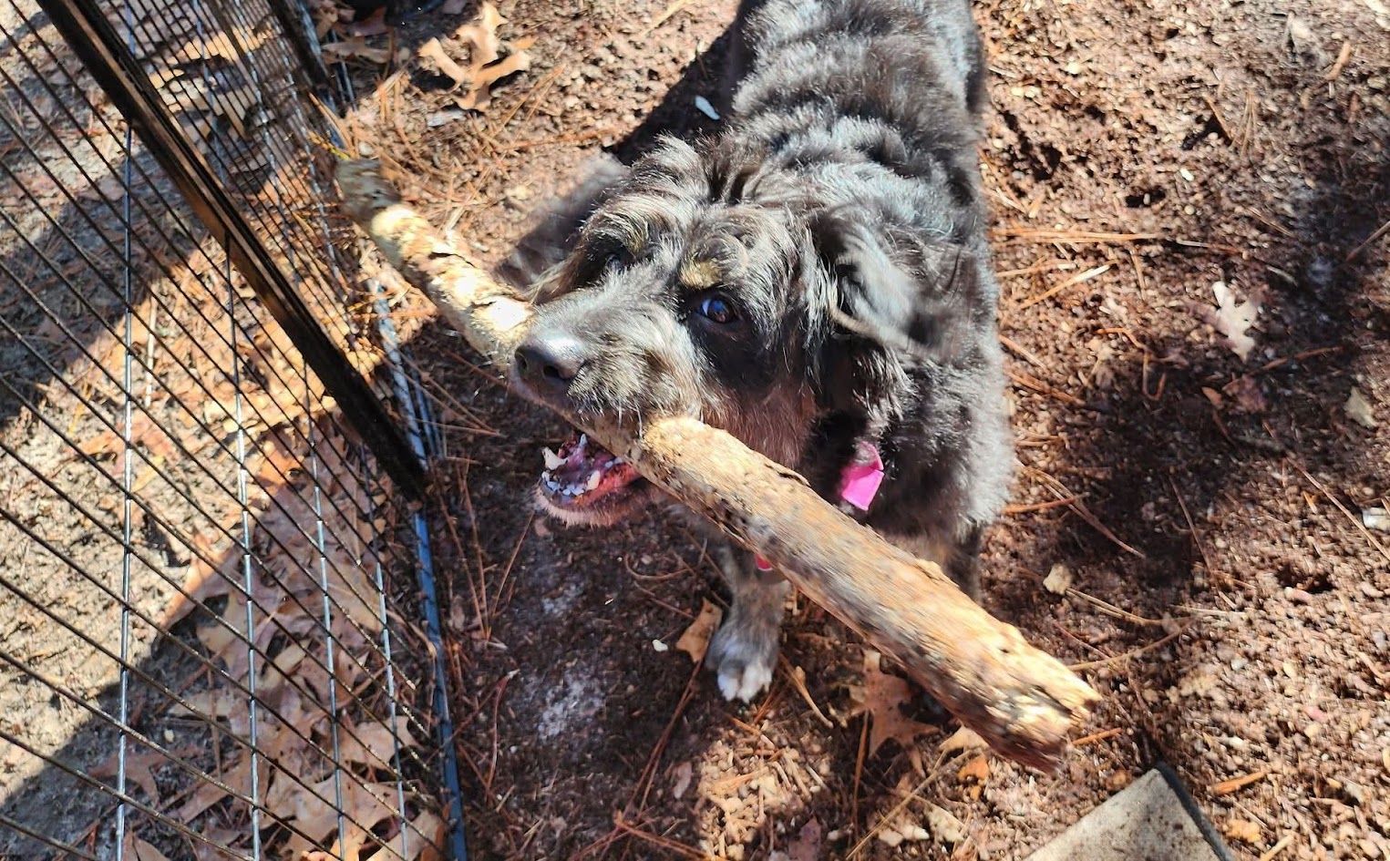This is the best stick ever!