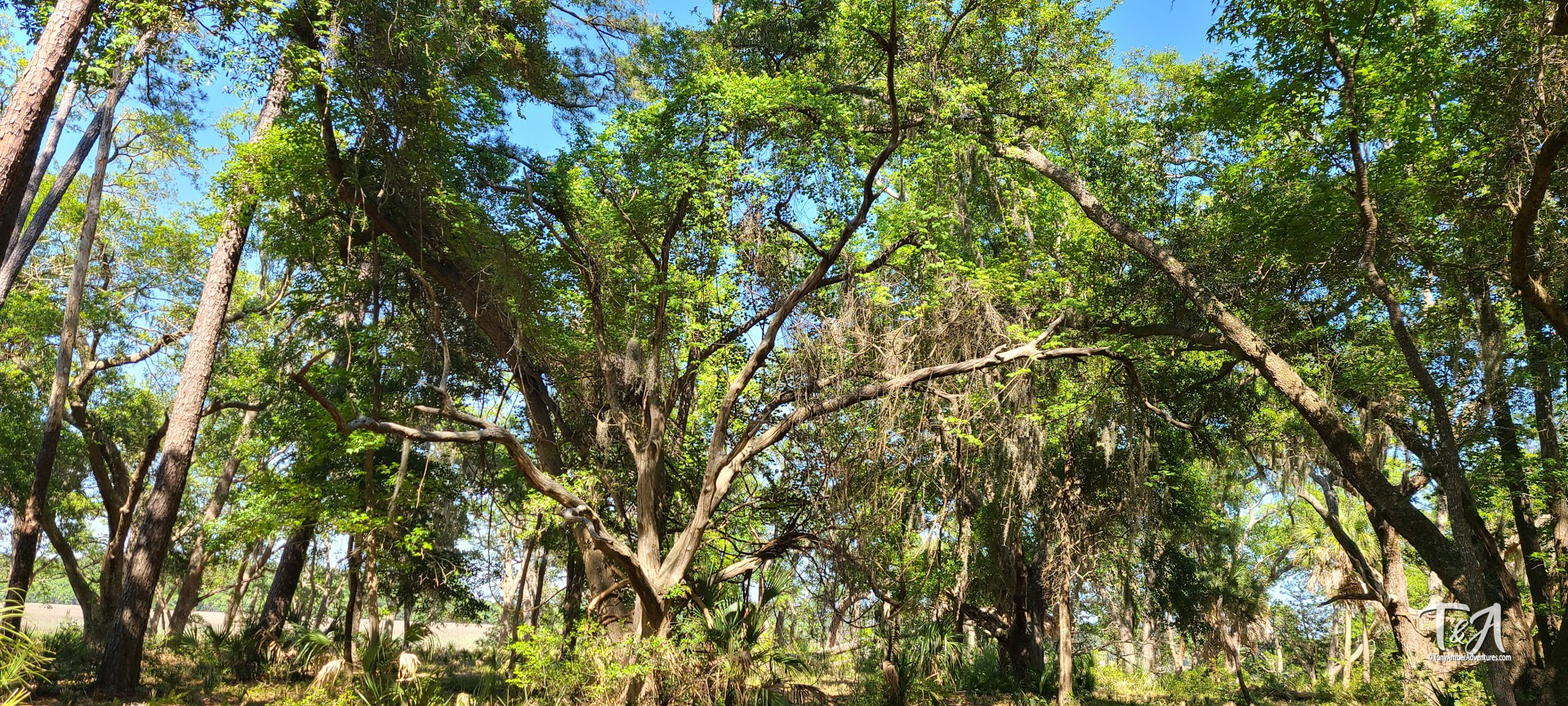 Live Oaks on Pinkney Island, Hilton Head Island, South Carolina.